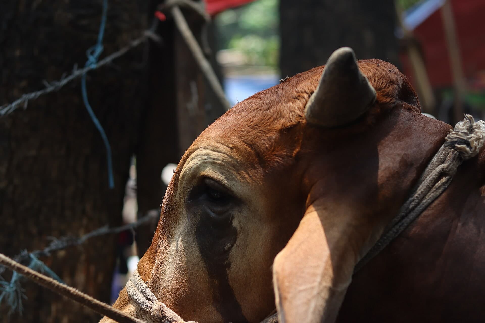 A brown cow tethered at a livestock market.