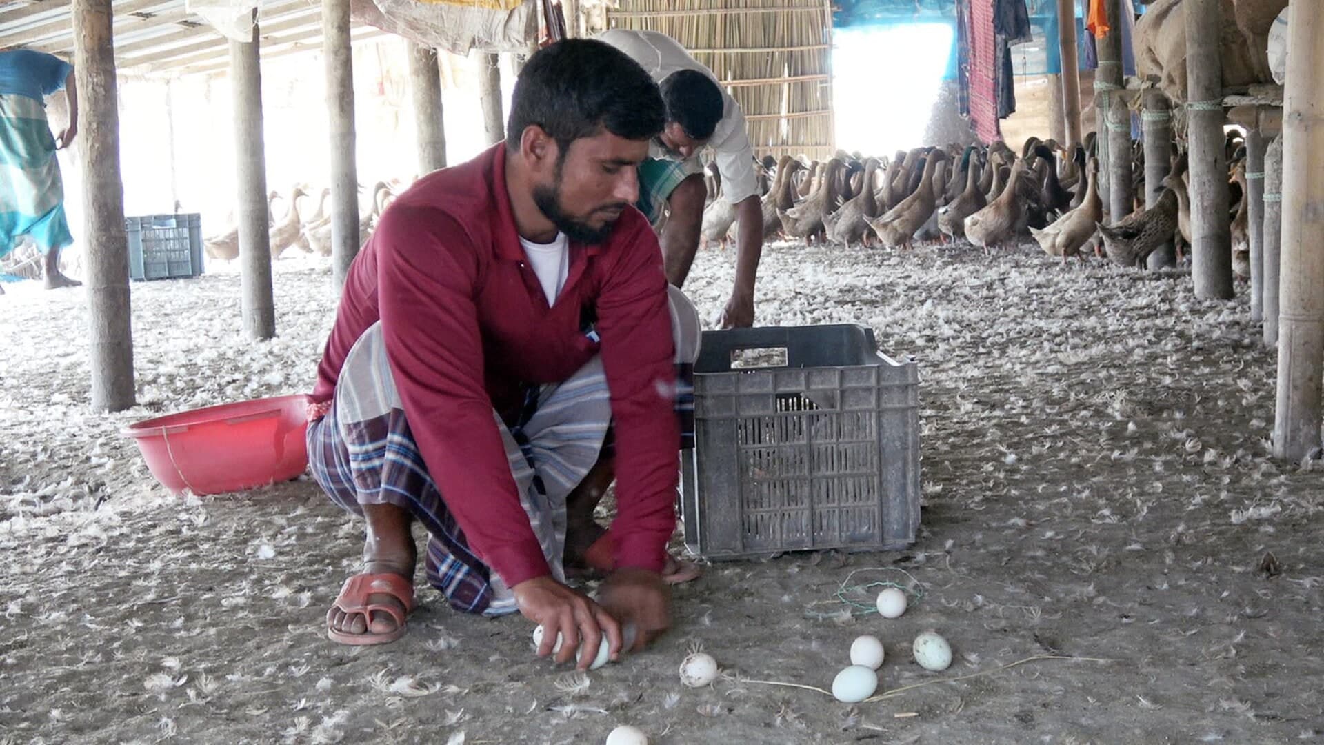A farmer gathering duck eggs in a bamboo-walled farm shed.