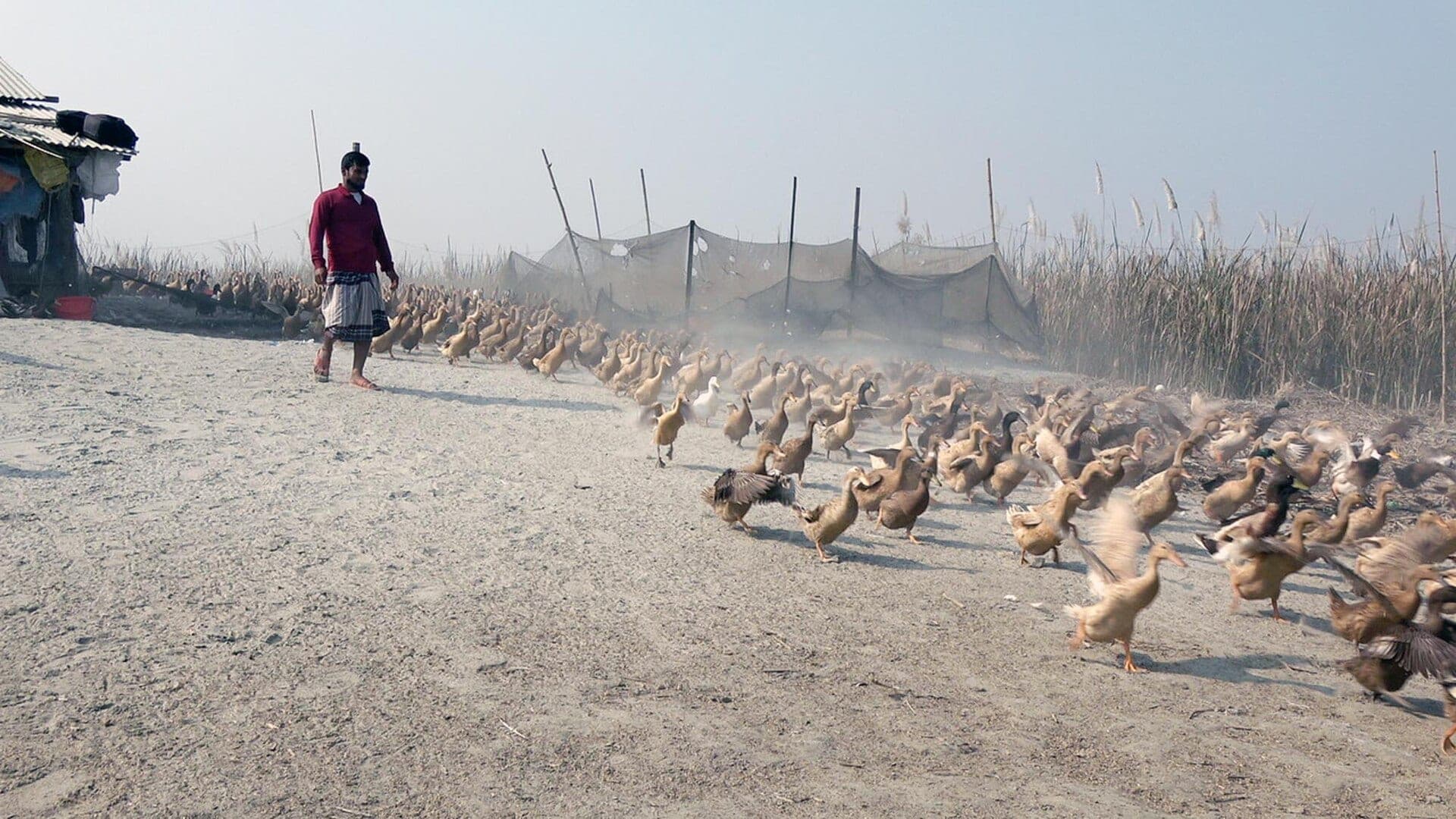 A farmer walking a large flock of ducks across open ground beside a river.