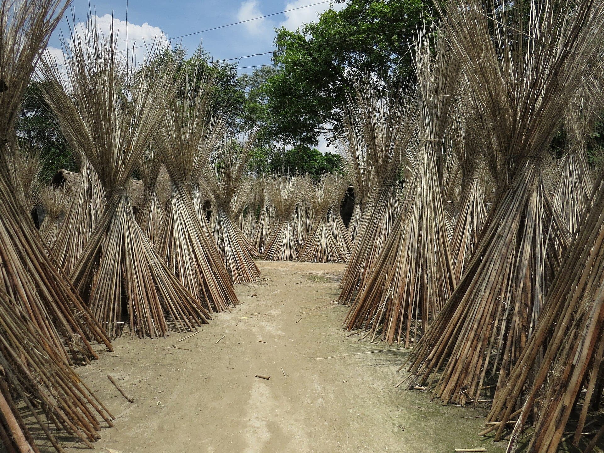 A village path between stacks of jute sticks drying in the sun in Bangladesh.