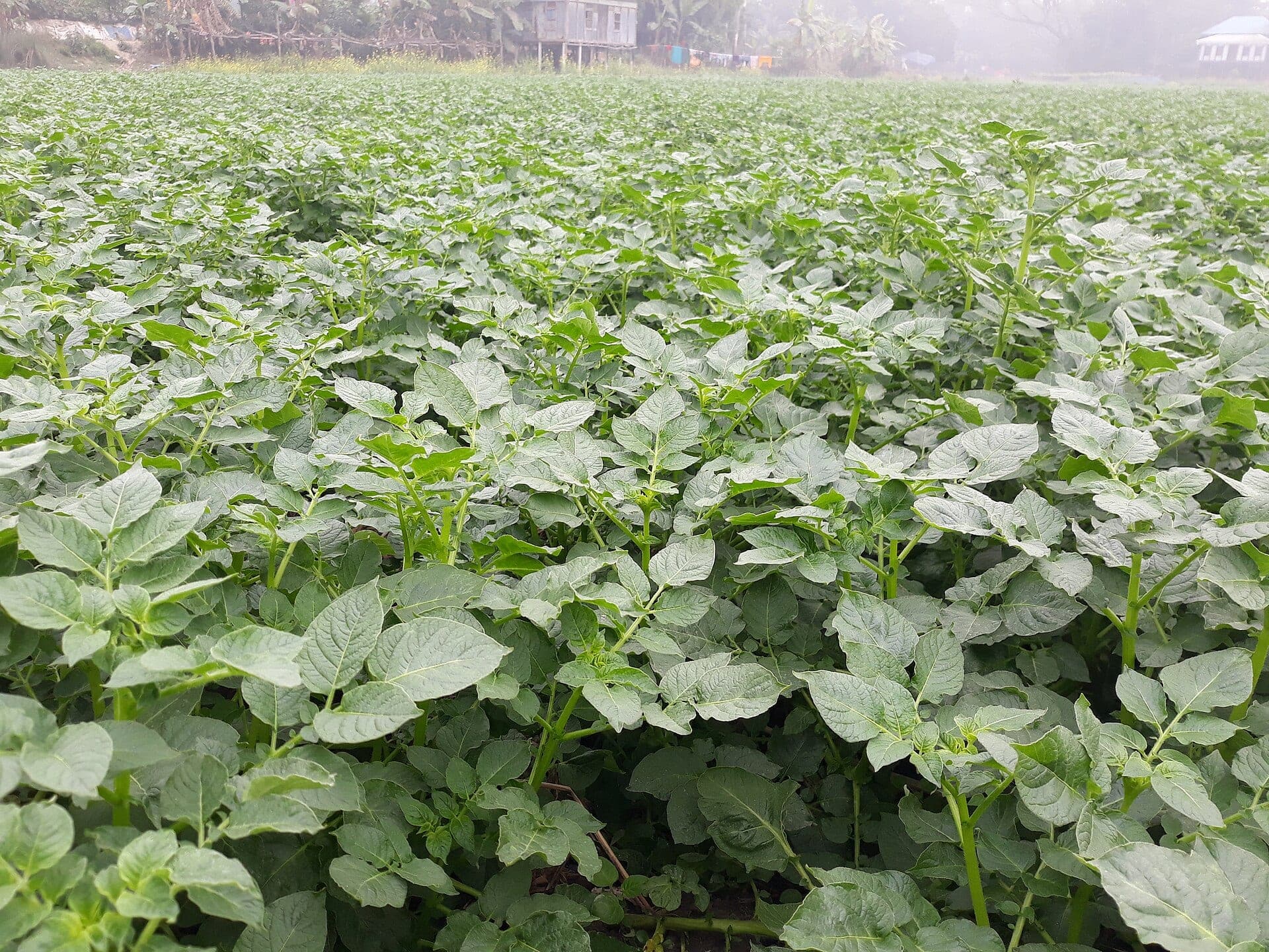 Rows of potato plants in leaf in a field in Bangladesh.